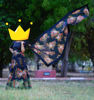 Picture of Organza Black Lehenga