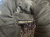 Picture of Never worn  black (nakshatra kids ) and navy blue frocks combo for 2-4Y