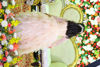 Picture of Beautiful Party wear Ruffle Frock 6-7y