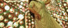 Picture of Indowestern Lehenga