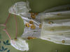 Picture of Hand painted soft organza frock