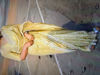 Picture of Gold tissue organza saree with designer blouse with work