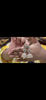 Picture of Bridal Jewellery set